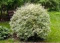 red-barked, white or Siberian dogwood